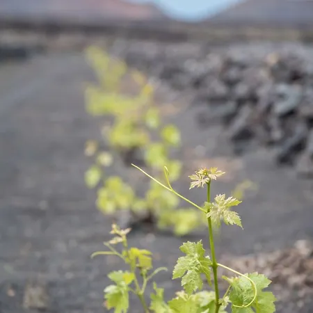 Bodegas Tisalaya
